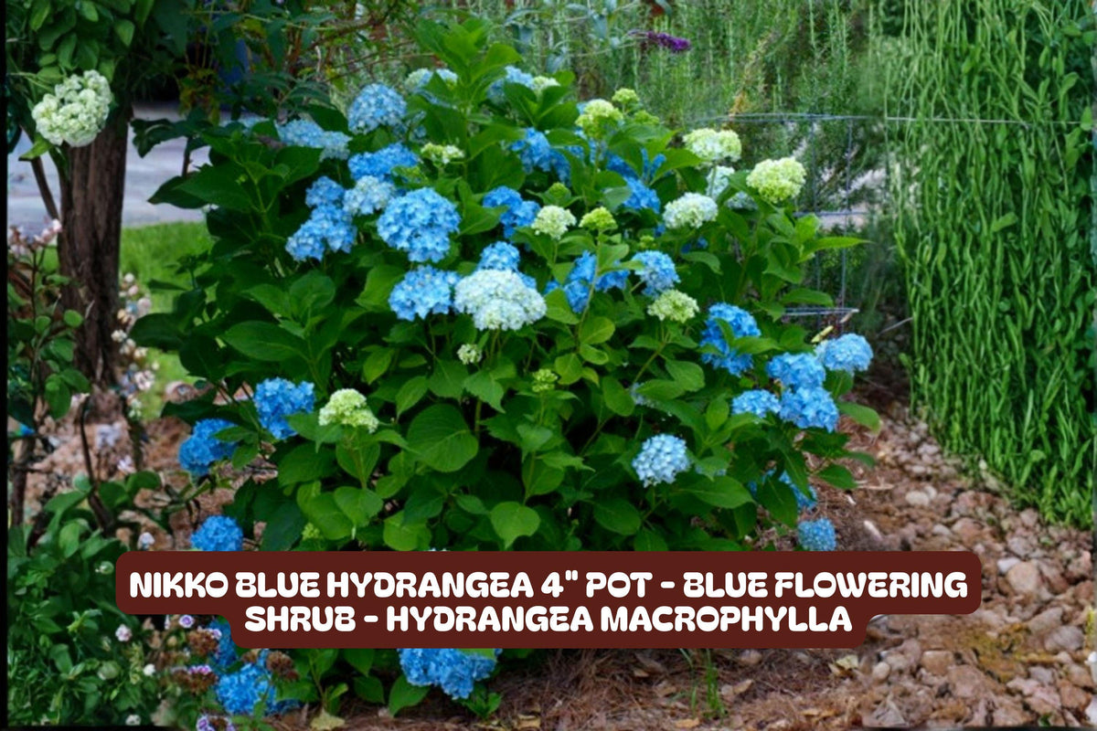 Nikko Blue Hydrangea Plant - 4" Pot, Flowering Shrub, Hydrangea macrophylla 'Nikko Blue' for Garden or Container