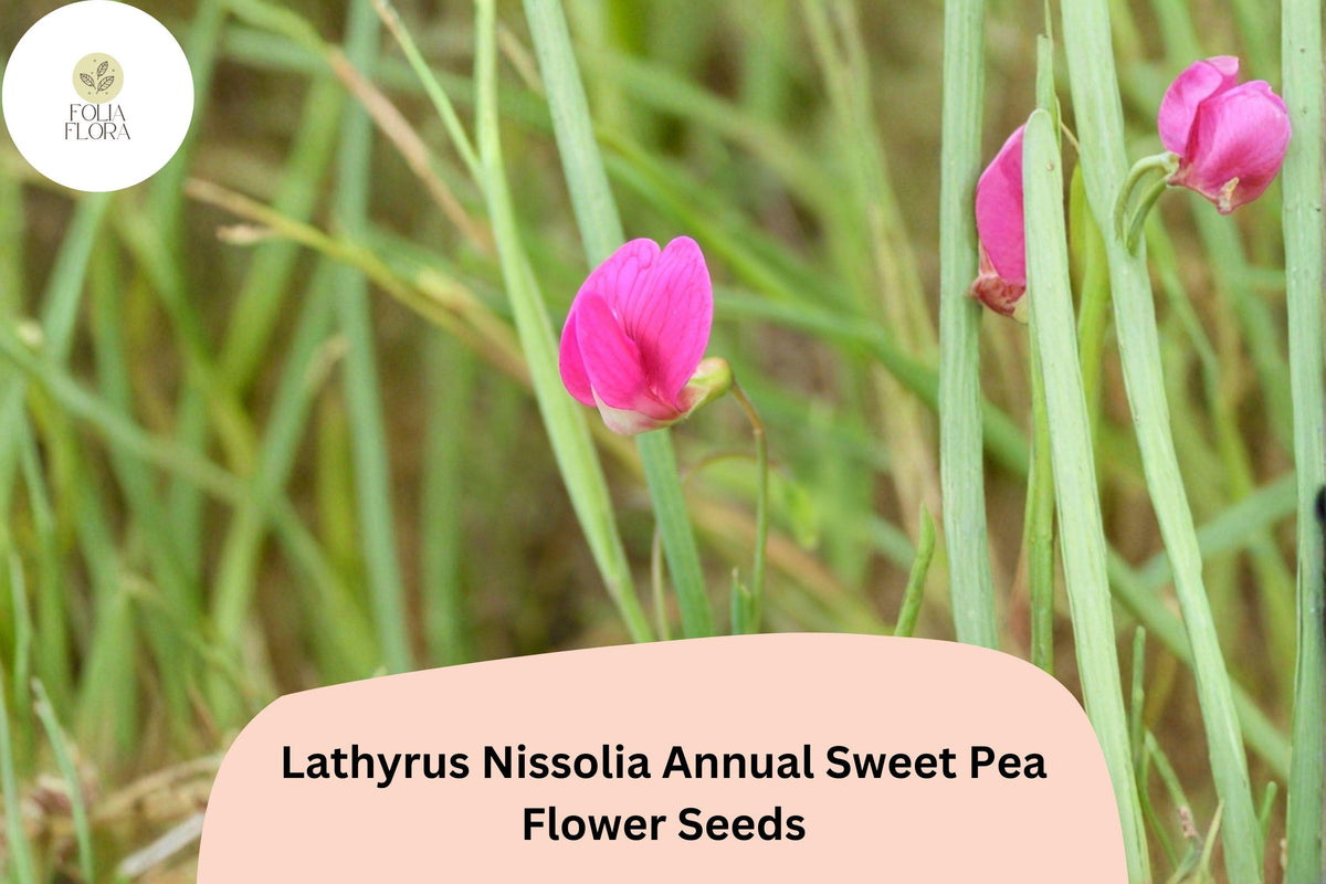50+ Lathyrus nissolia Seeds | Pink Annual Sweet Pea Grass Pea Flower for Garden Borders & Wildflower Gardens