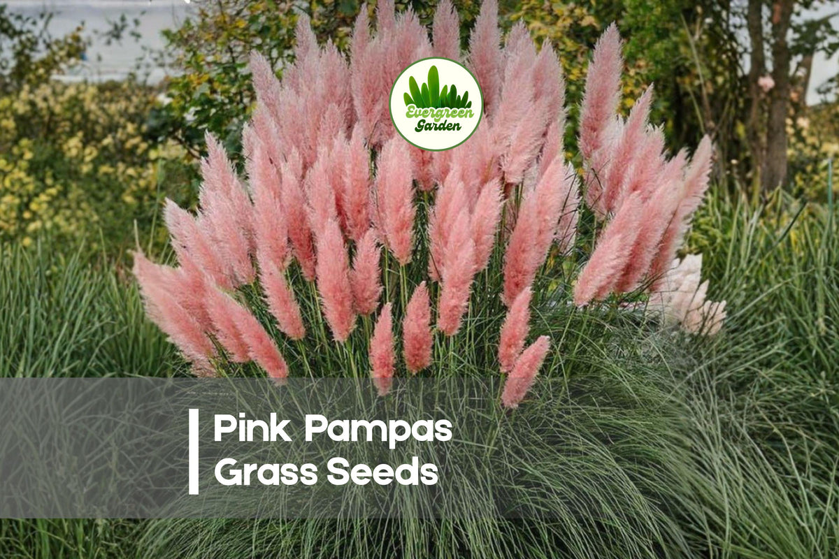 Pink Pampas Grass Seeds - 100 Pack, Ornamental Grass, Tall Pink Plumes, Cortaderia selloana, Landscaping & Decorative Garden