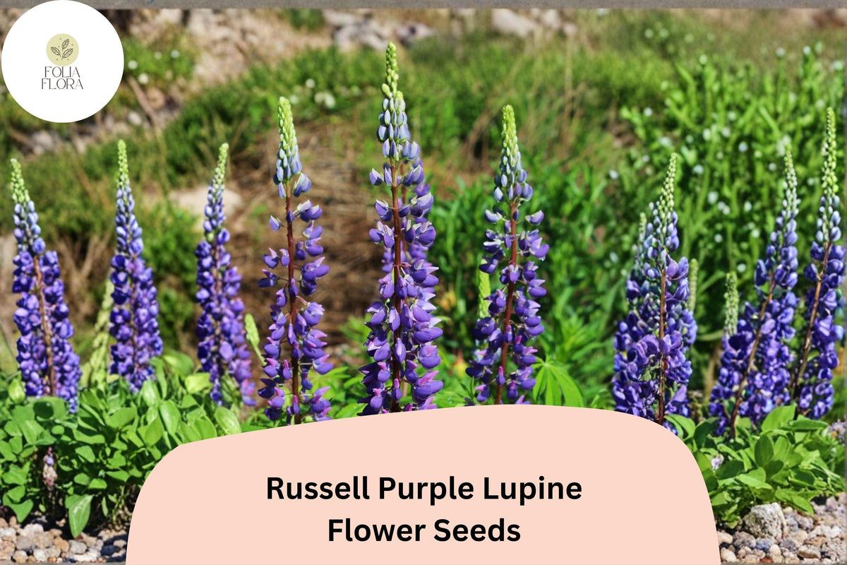 25+ Russell Purple Lupine Seeds | Perennial Garden Planting | Purple Spiked Blooms | Lupinus polyphyllus