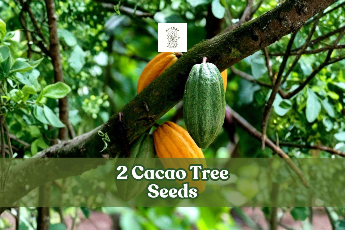 2 Cacao Tree Seeds Theobroma Cacao | Exotic Tropical Fruit Plant | Rare Cocoa Tree for Indoor & Garden Growth
