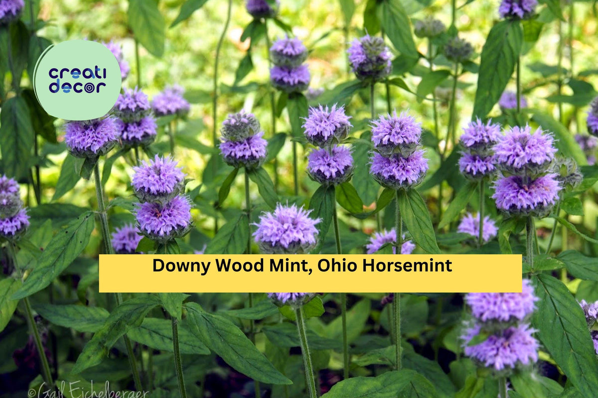 Blephilia Ciliata Seeds (300) | Downy Wood Mint Native Perennial for Pollinator Gardens, Drought-Tolerant Wildflower Seed
