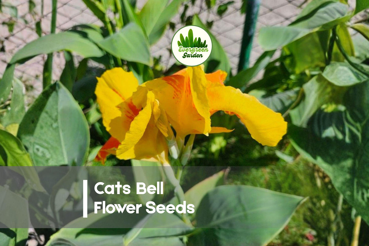 Cat’s Bell Flower Seeds – Bright Yellow Blooms, Upright Growth, Pollinator-Friendly, Crotalaria spectabilis, Wildflower & Border Plant