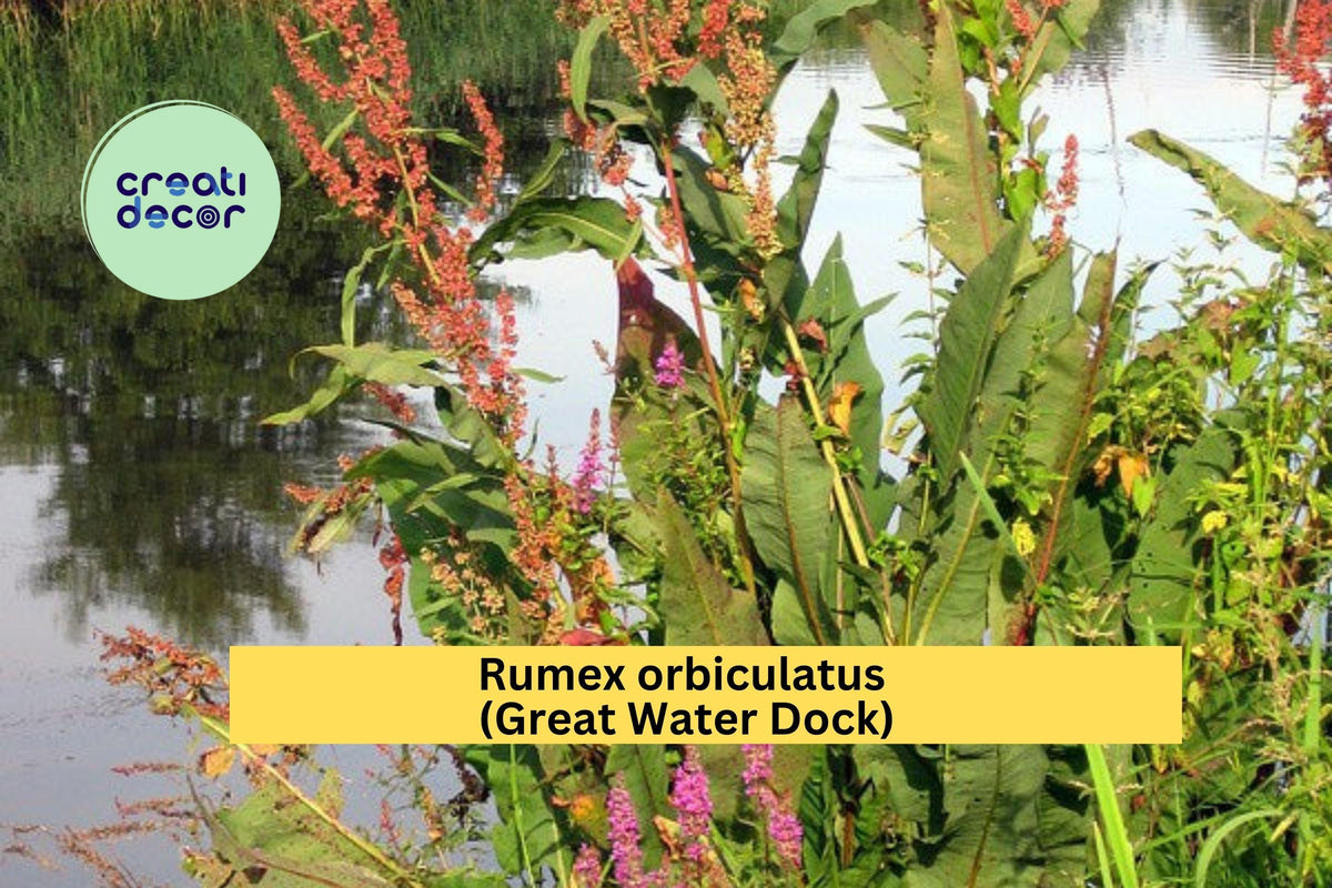 Rumex orbiculatus Seeds – Native Wetland Perennial for Rain Gardens & Moist Soils, Tall 5-8 ft, Erosion Control, Wildlife Habitat, 100 Seeds