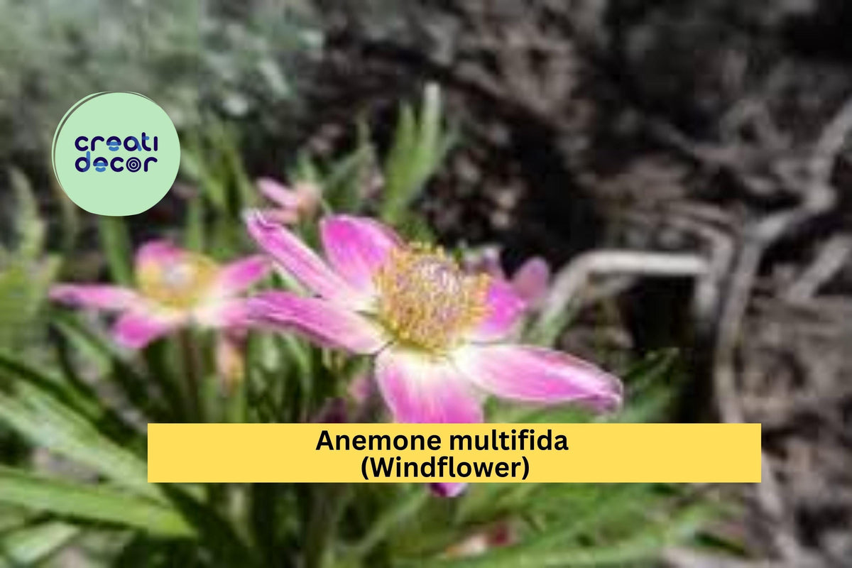 Anemone Multifida Seeds – 100 Pack, Windflower, Native Perennial for Sun & Shade, Early Bloomer for Borders & Rock Gardens