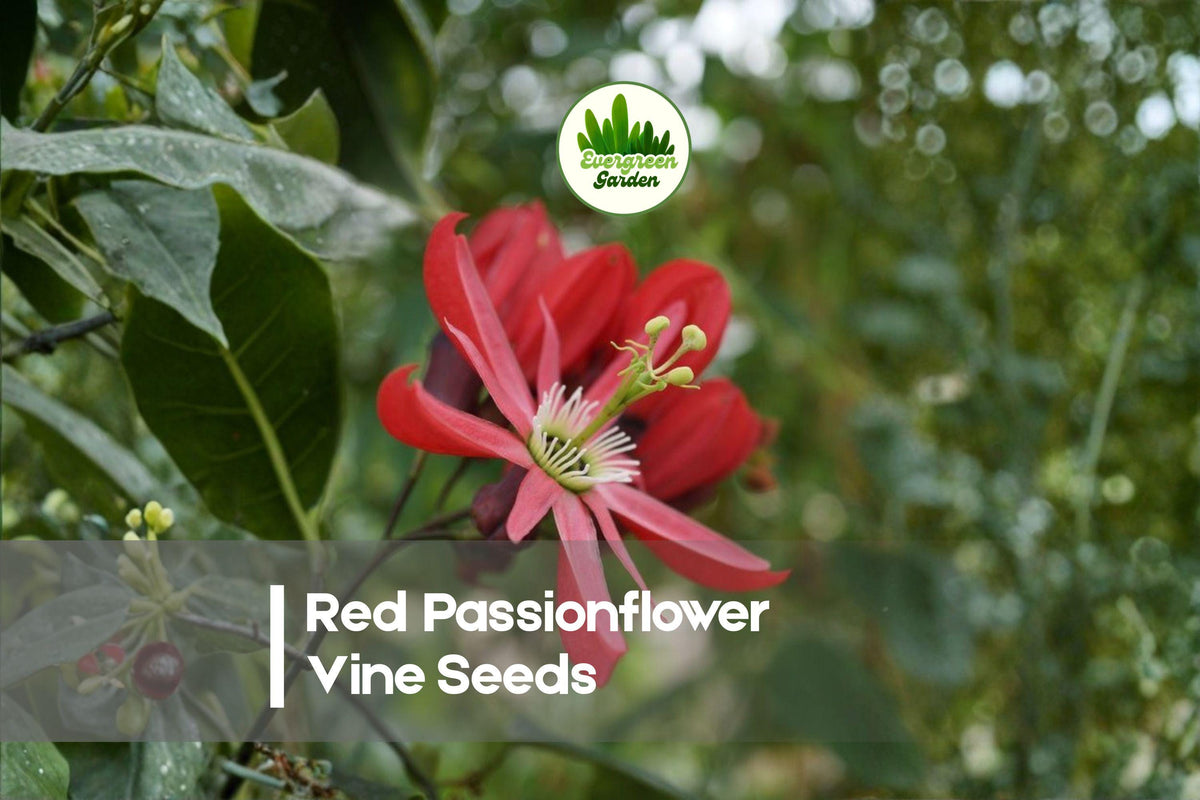 Red Passionflower Vine Seeds – Passiflora princeps, Exotic Red Blooms, Climbing Flowering Vine, Garden Trellises & Fences