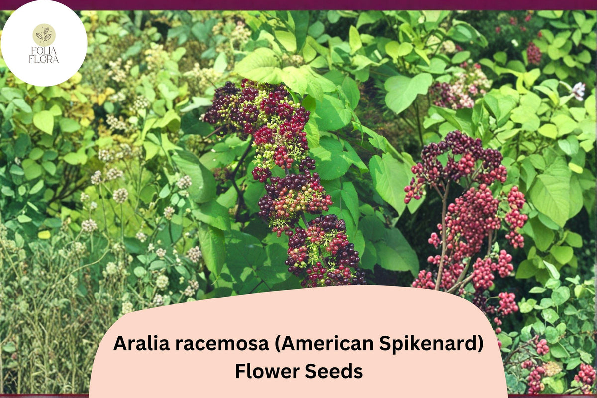50+ Aralia racemosa Seeds | American Spikenard Perennial Native Woodland Plant for Shade Gardens