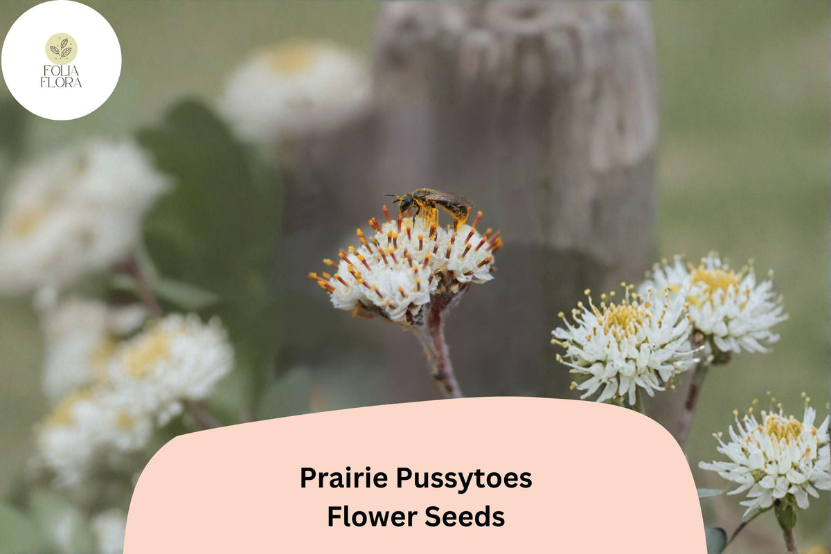 100+ Antennaria neglecta Seeds | Prairie Pussytoes Groundcover | Native Perennial Wildflower for Meadow Gardens