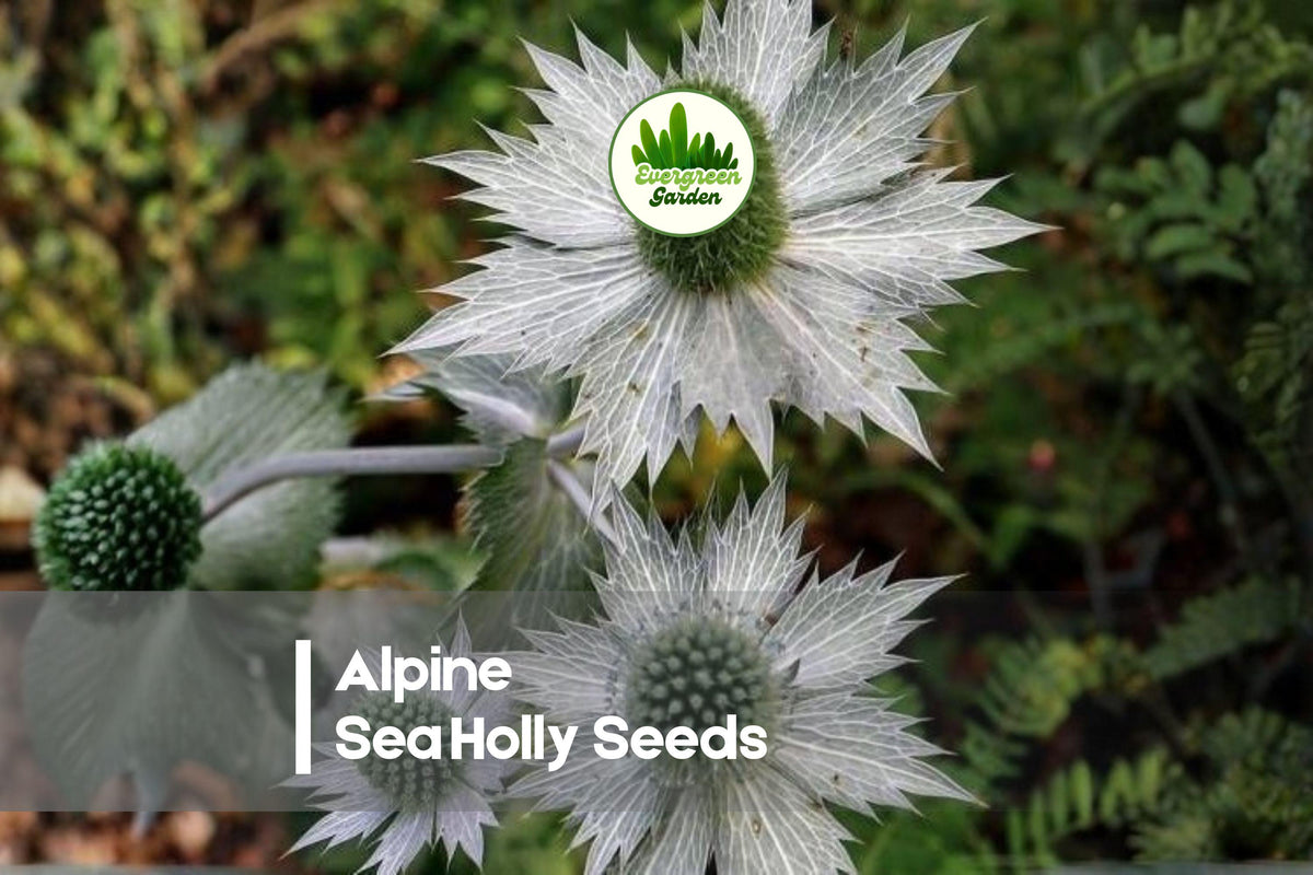Alpine Sea Holly Seeds 50 Pack | Eryngium alpinum | Drought Tolerant Ornamental Perennial