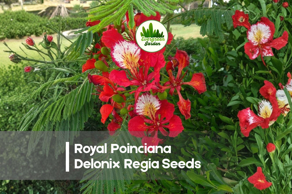 Royal Poinciana Seeds - Delonix regia Flowering Tree with Red-Orange Blooms, Tropical Landscape Plant, 25 Seeds