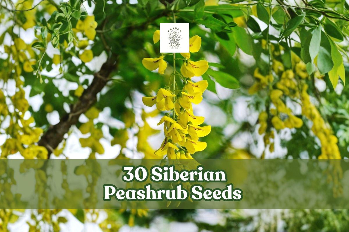 30 Siberian Peashrub Seeds | Caragana arborescens | Hardy Flowering Shrub with Yellow Blooms for Garden, Hedge, Landscape