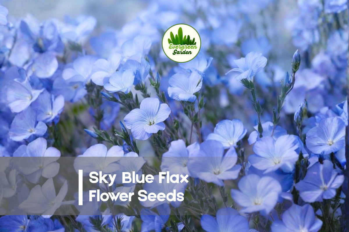 Sky Blue Flax Flower Seeds, 500 Pack, Perennial Linum perenne, Wildflower, Pollinator Garden, Meadow, Easy to Grow