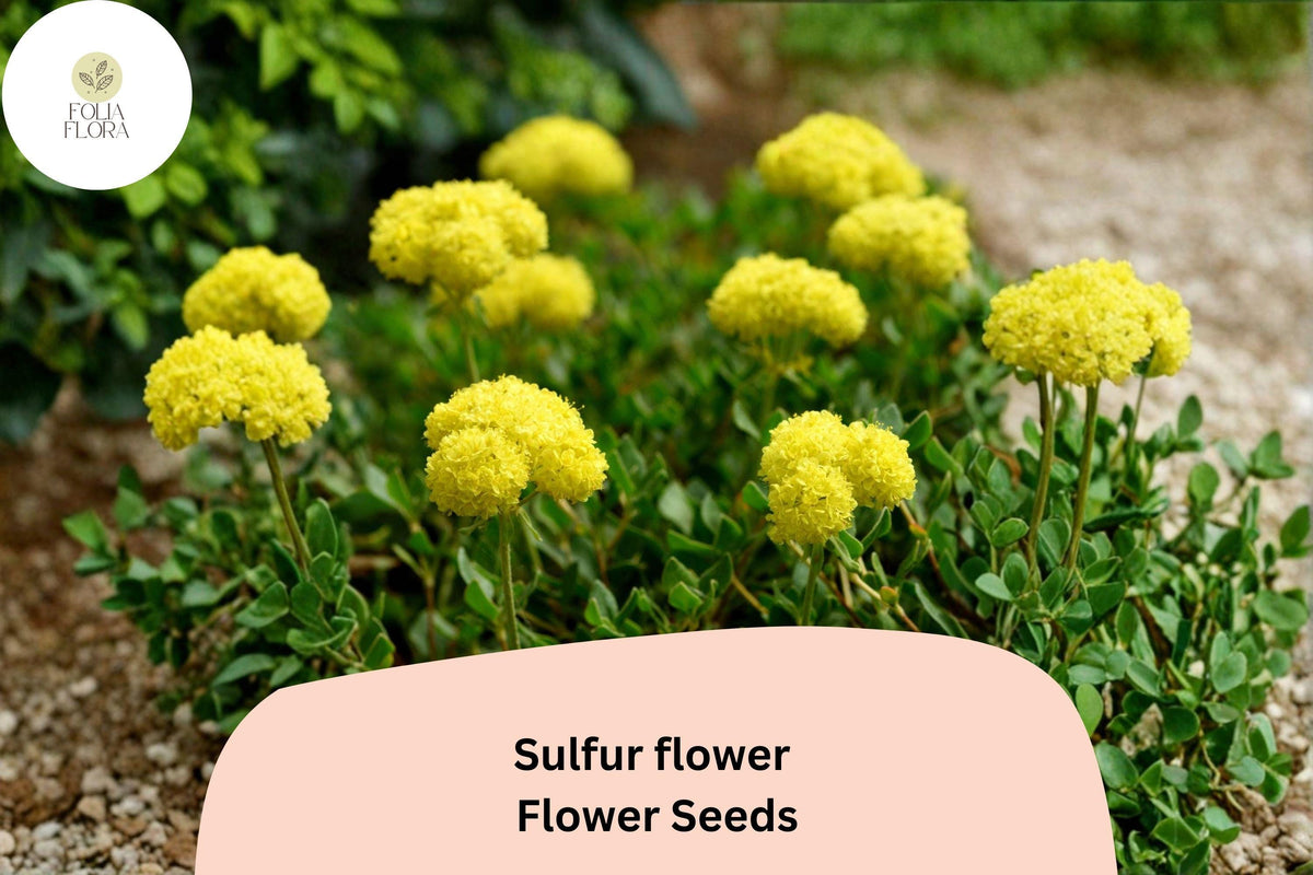 Eriogonum umbellatum Seeds | Wild Buckwheat Native Yellow Blooms | Drought-Tolerant Perennial for Rock Gardens