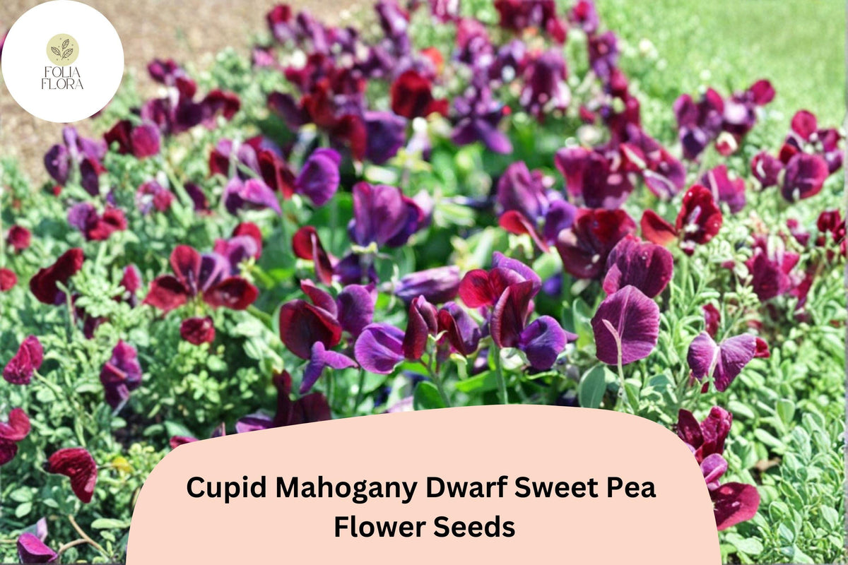 Cupid Mahogany Sweet Pea Seeds | Dwarf Bushy Annual Flower | Mahogany Red & Burgundy Blooms | Lathyrus odoratus