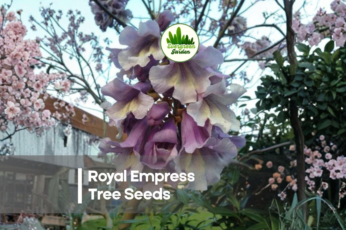 50 Royal Empress Tree Seeds - Fast-Growing Paulownia tomentosa with Lavender Purple Blooms and Broad Foliage for Landscaping