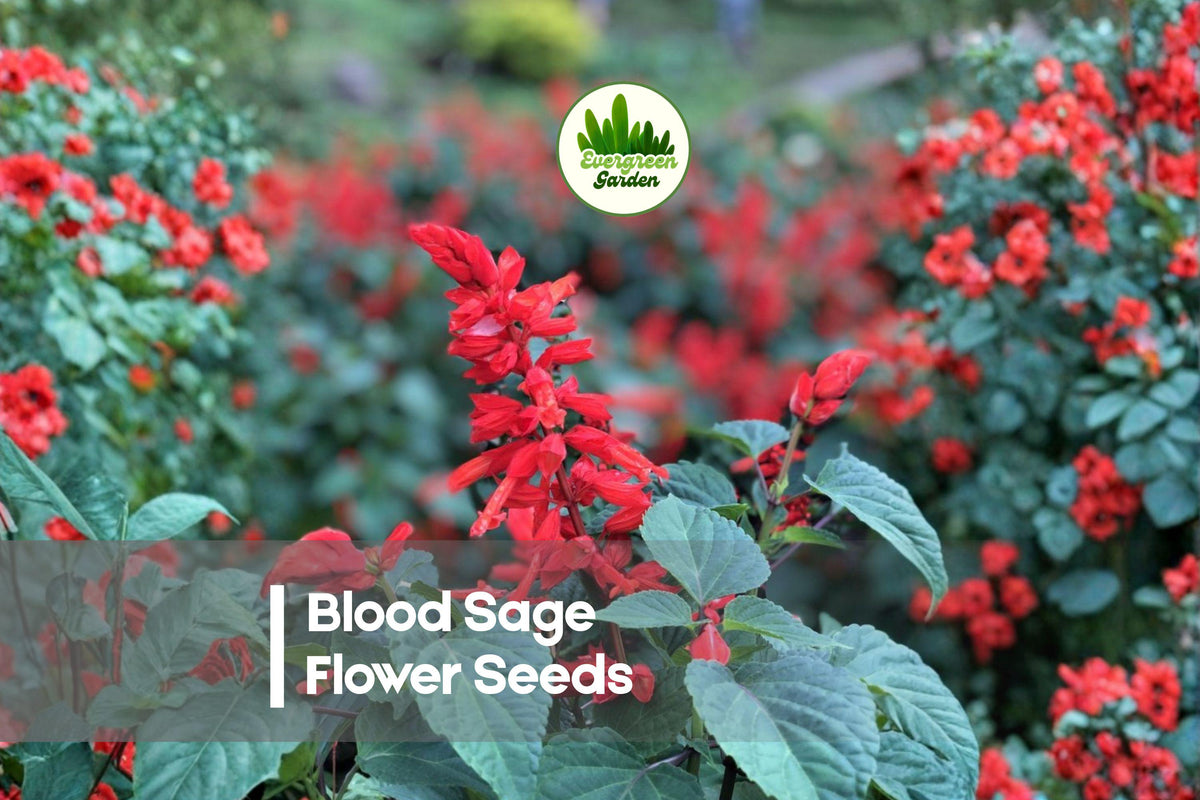 Blood Sage Seeds - 50 Premium Salvia coccinea Flower Seeds for Pollinator Gardens, Borders, and Wildflower Plantings