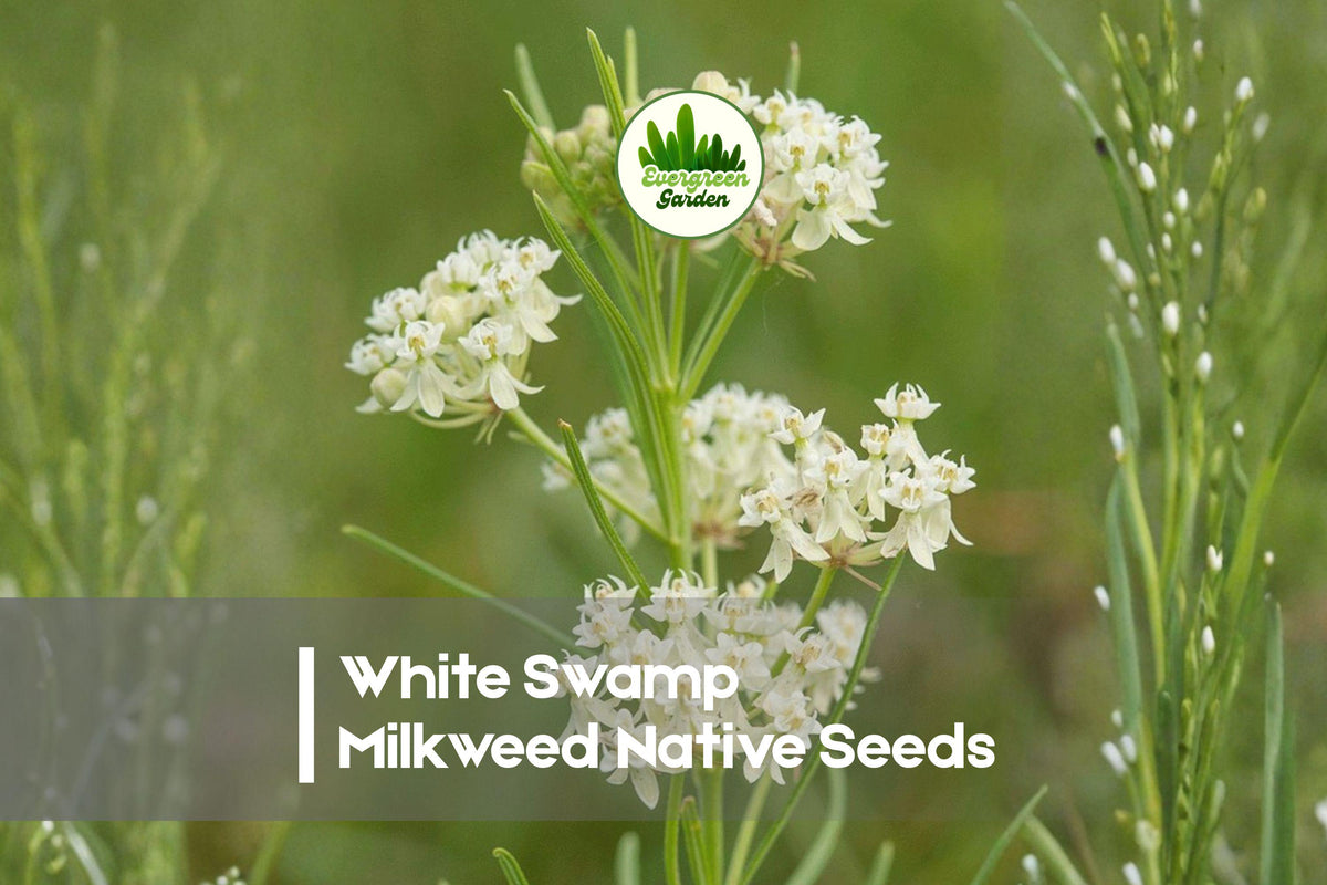 White Swamp Milkweed Seeds - Native Perennial, Asclepias verticillata, Drought Tolerant, Pollinator-Friendly, Meadow Planting