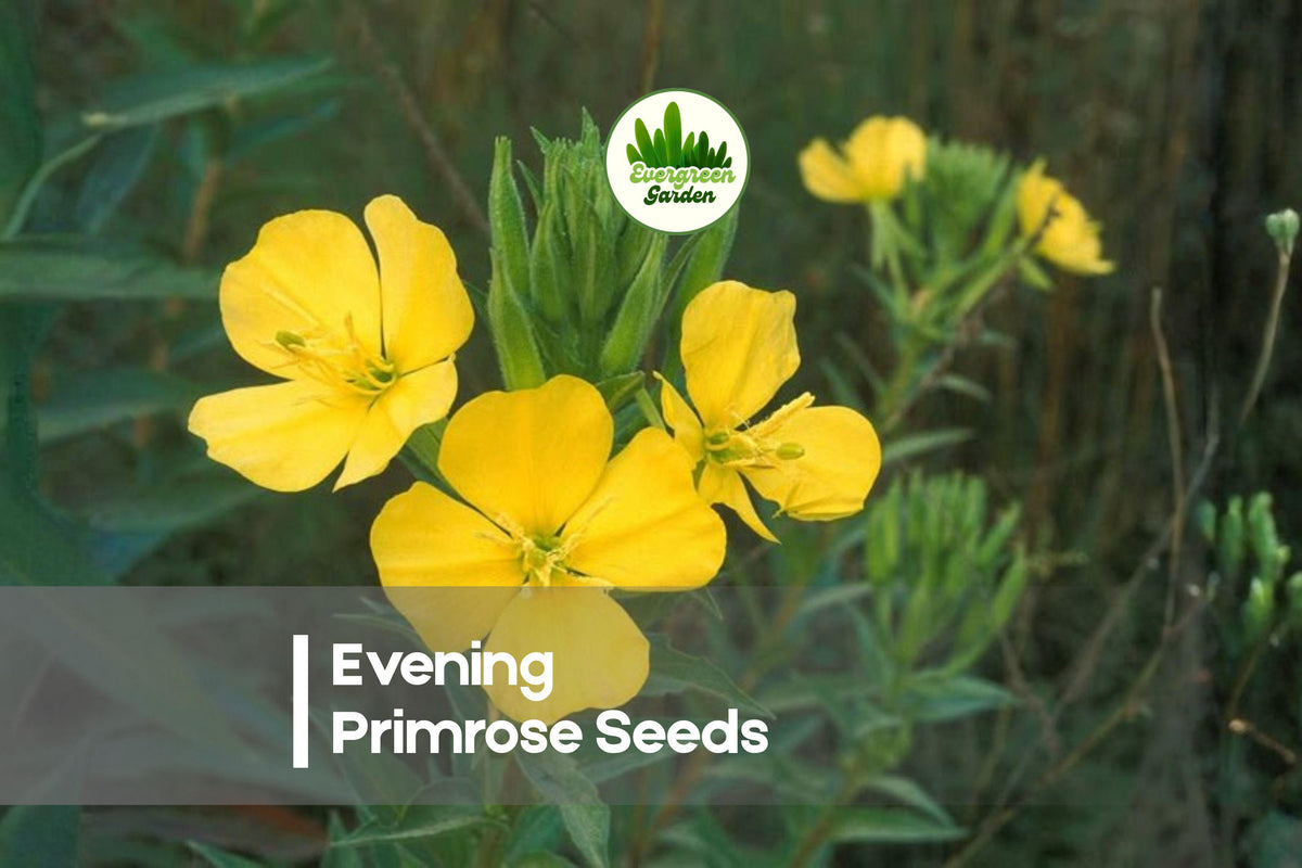 100 Evening Primrose Seeds - Soft Yellow Blooms, Pollinator Friendly, Easy to Grow, Oenothera biennis, Wildflower & Garden Plant