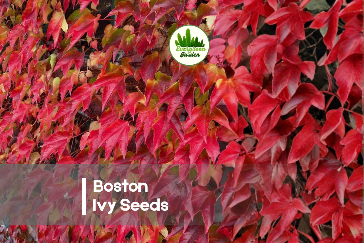 20 Boston Ivy Seeds - Climbing Vine for Walls, Trellises, Fences | Parthenocissus tricuspidata