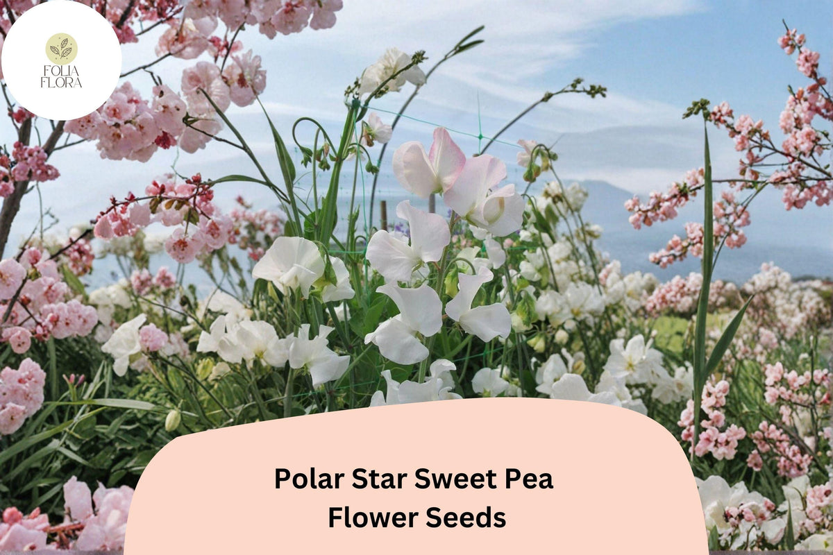 Polar Star Sweet Pea Seeds | Climbing Vine with Fragrant White Blooms | Lathyrus odoratus | Garden Planting (50+ Seeds)