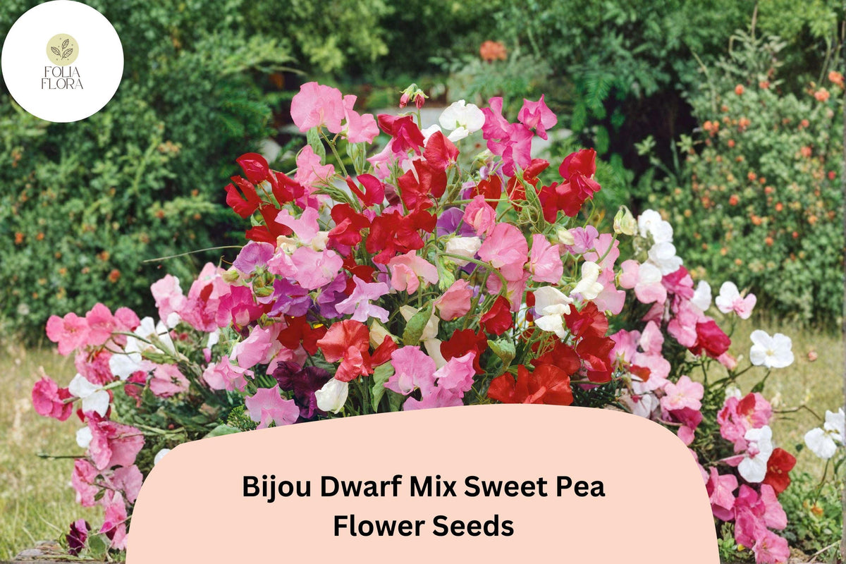 Dwarf Sweet Pea Seeds | Bijou Mix, Pastel Colors, Compact Annual Flower, Lathyrus odoratus