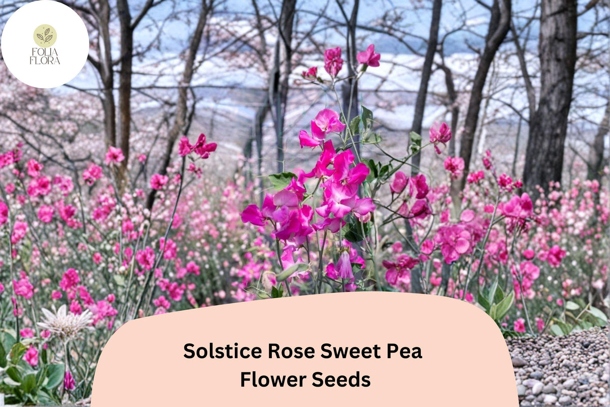 Solstice Rose Sweet Pea Seeds | Climbing Vine with Fragrant Rose-Pink Blooms | Lathyrus odoratus Garden Seeds (50+ Seeds)