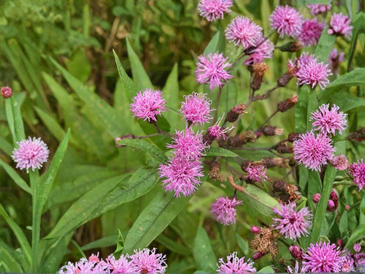 Vernonia noveboracensis New York Ironweed Seeds | Native Perennial Wildflower for Pollinator Gardens