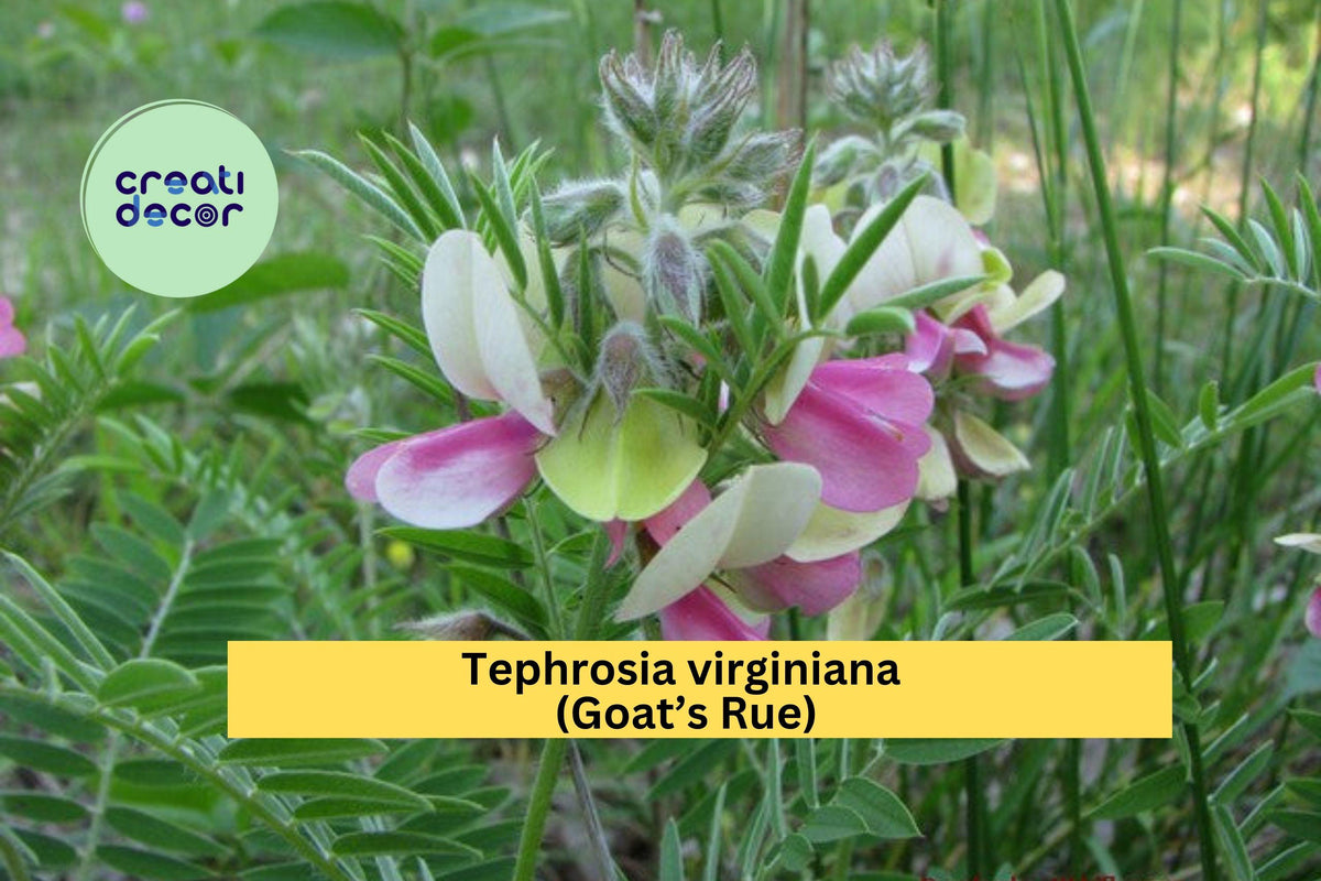 Tephrosia virginiana Seeds (10) | Goat’s Rue Wildflower | Native Legume for Dry Soils & Prairies | Drought-Tolerant Perennial Plant
