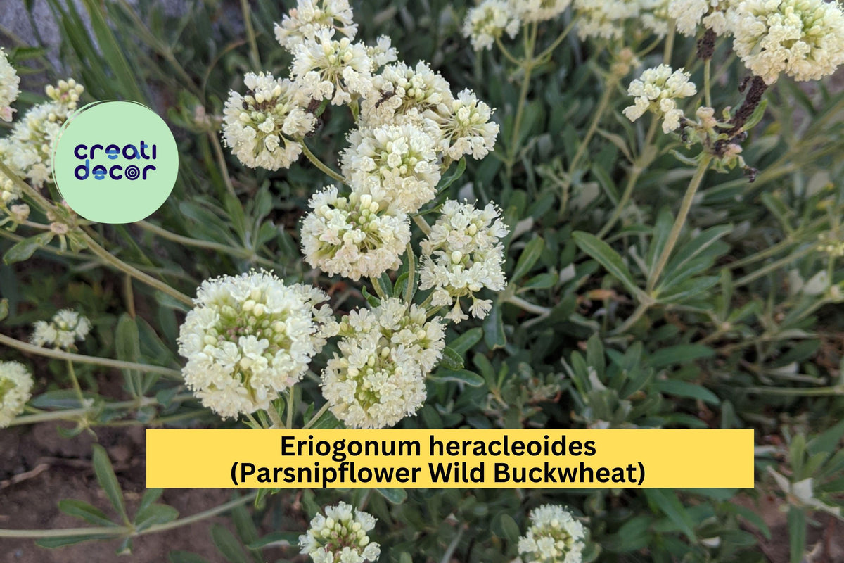 Eriogonum heracleoides Seeds (50) | Parsnipflower Buckwheat | Drought-Tolerant Native Perennial for Xeriscape & Pollinators
