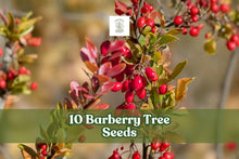 10 Barberry Tree Seeds - Berberis vulgaris Hardy Ornamental Shrub for Garden Hedges & Landscape