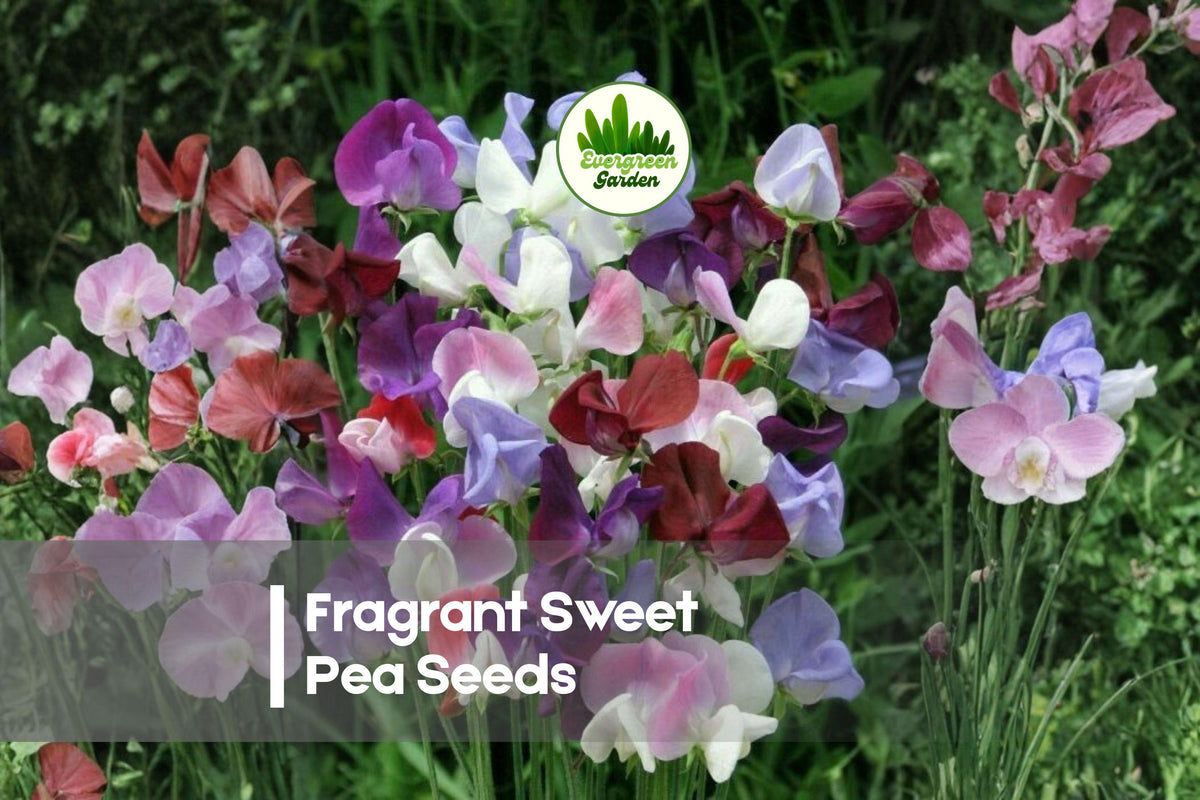 100 Fragrant Sweet Pea Seeds - Royal Family Variety, Climbing Annual Vine, Vibrant Colors, Lathyrus odoratus