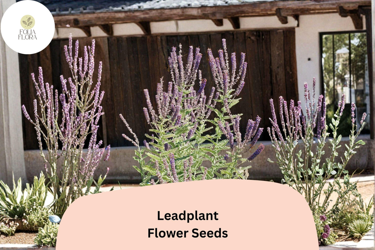 Amorpha canescens Seeds | Native Perennial Wildflower | Lead Plant with Purple Flowers | Drought-Tolerant Pollinator Plant