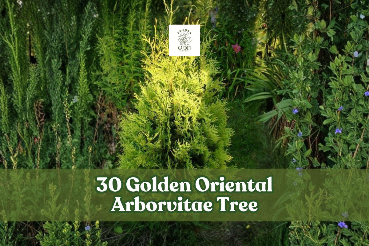 Golden Oriental Arborvitae Seeds | Platycladus orientalis ‘Aurea’ | Evergreen Ornamental Conifer for Hedges & Borders