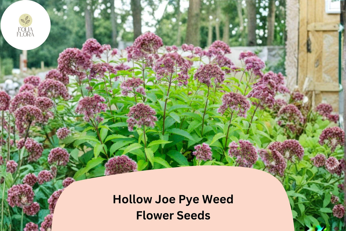 Eutrochium fistulosum Seeds | Hollow Joe Pye Weed | Native Tall Perennial Wildflower with Pink Flower Clusters