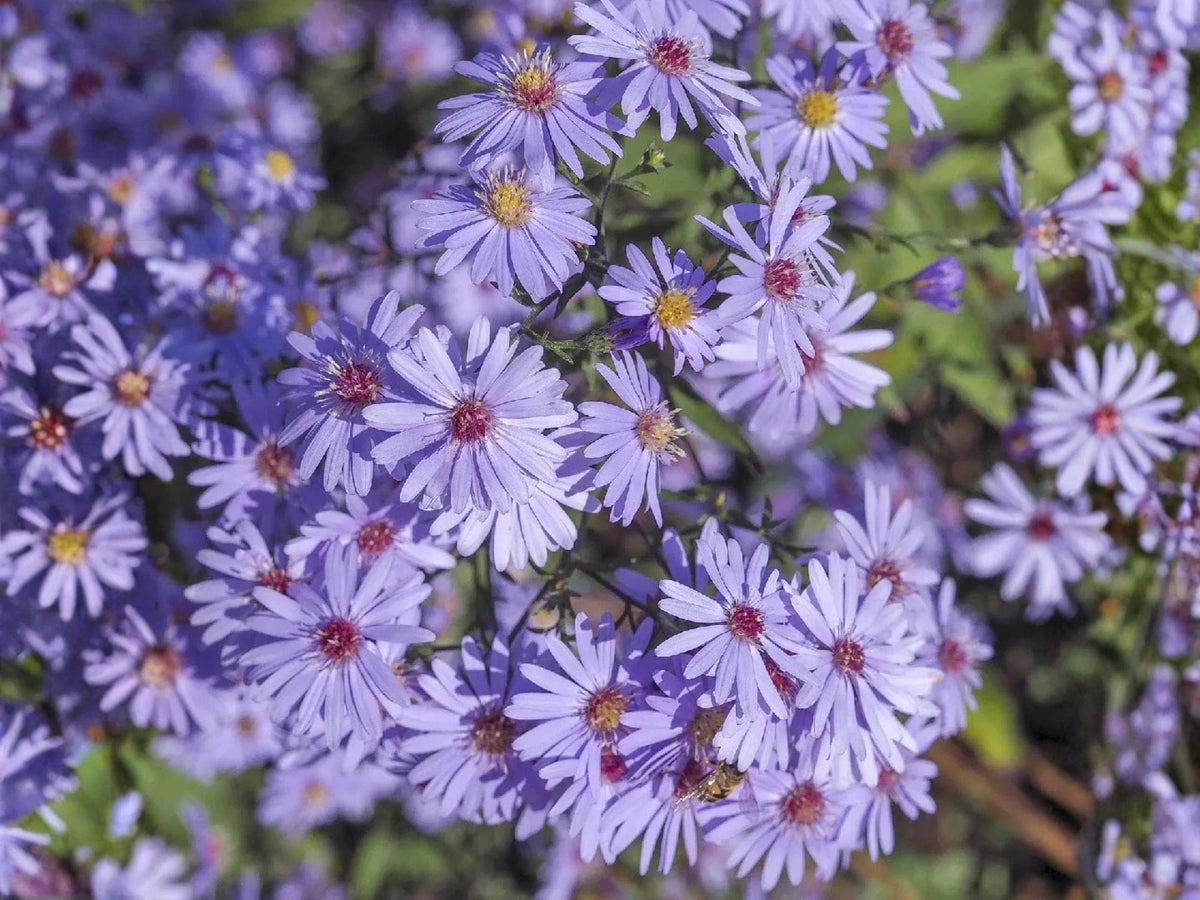 Symphyotrichum cordifolium Seeds (100) – Heart-Leaved Aster Native Wildflower for Pollinator Garden, Perennial Flower Seeds