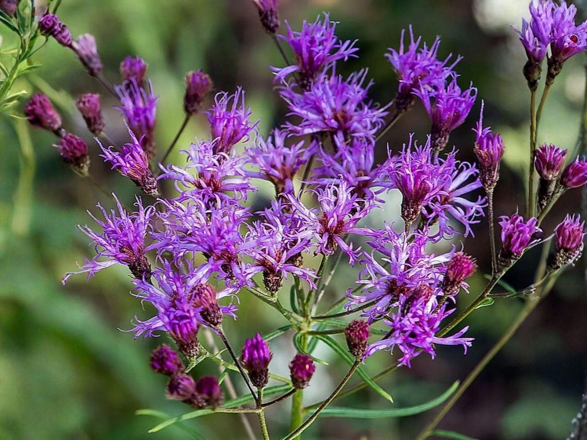 Vernonia angustifolia Seeds – Tall Ironweed Perennial Wildflower for Pollinator Gardens, Native North American Plant, Deep Purple Flowers