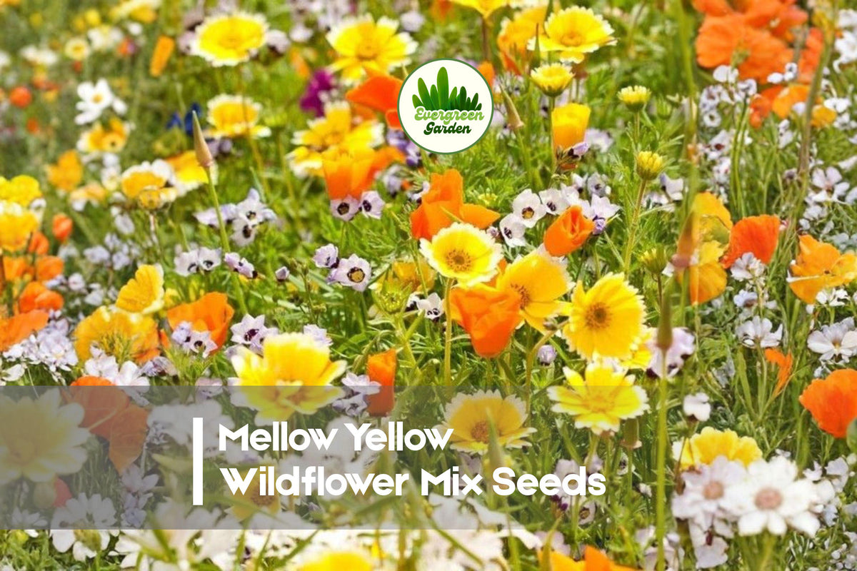 Wildflower Seed Mix – Mellow Yellow All-Yellow Blooming Blend – Pollinator-Friendly Annuals & Perennials Seeds