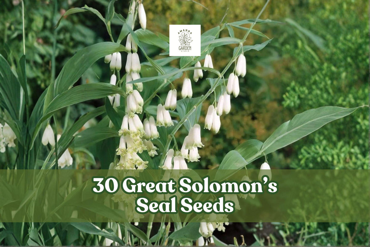 Great Solomon’s Seal Seeds – Native Perennial for Shade Gardens, Polygonatum biflorum, Woodland, Arching Stems