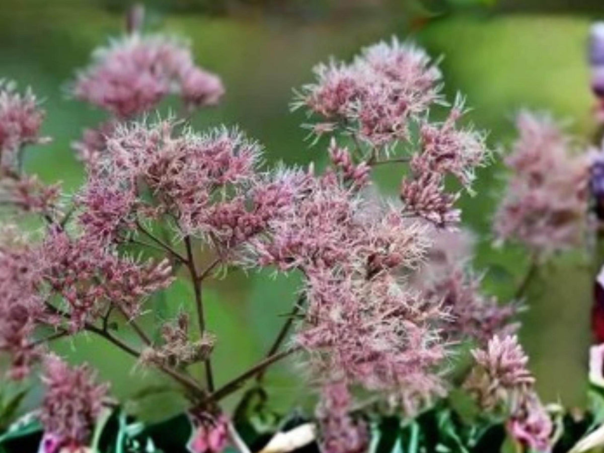 Eutrochium fistulosum Hollow Joe Pye Weed Seeds | Native Perennial Wildflower for Pollinator Gardens | 100 Seeds
