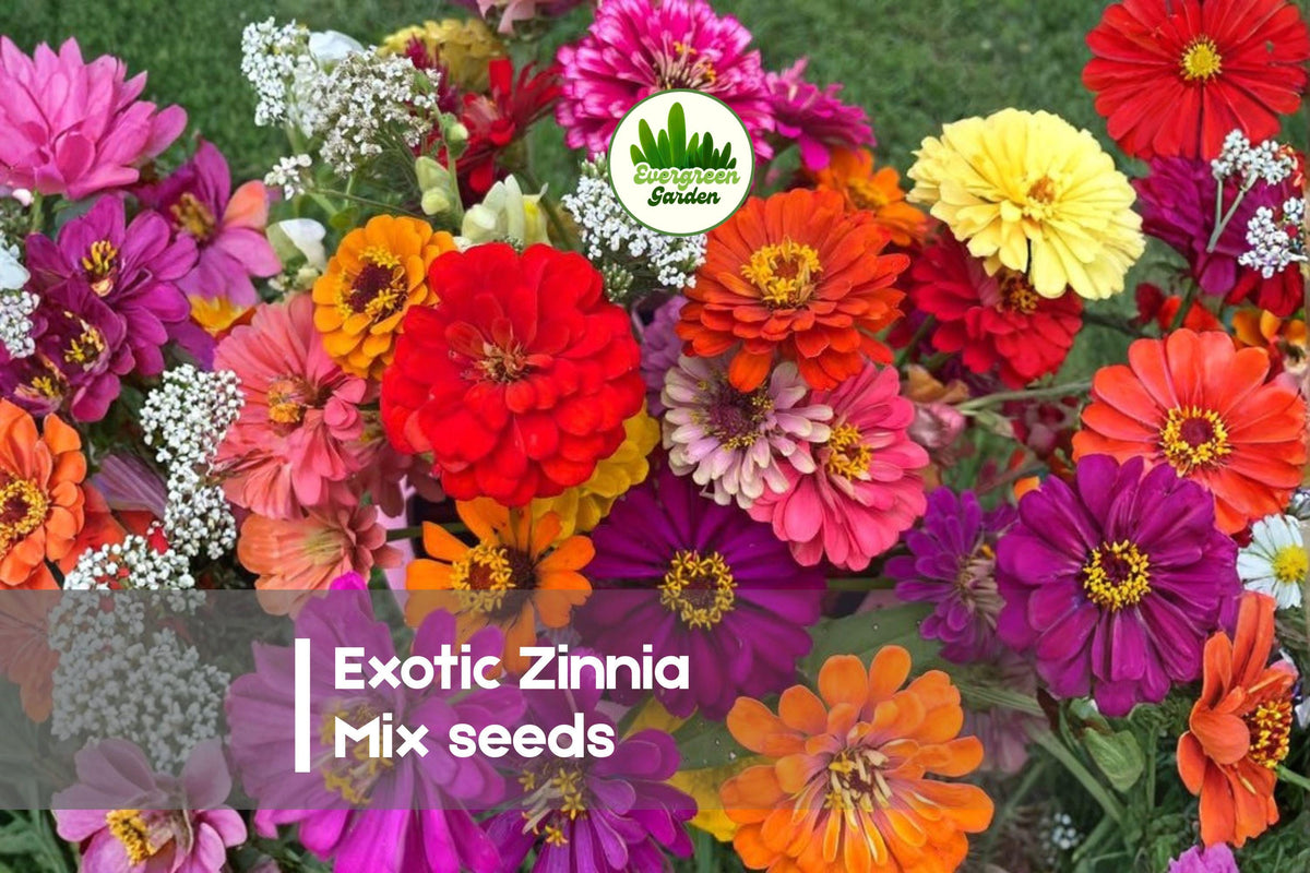 Exotic Zinnia Mix Seeds - Bright Colorful Annual Flowers for Garden Beds & Cut Flowers - Zinnia elegans