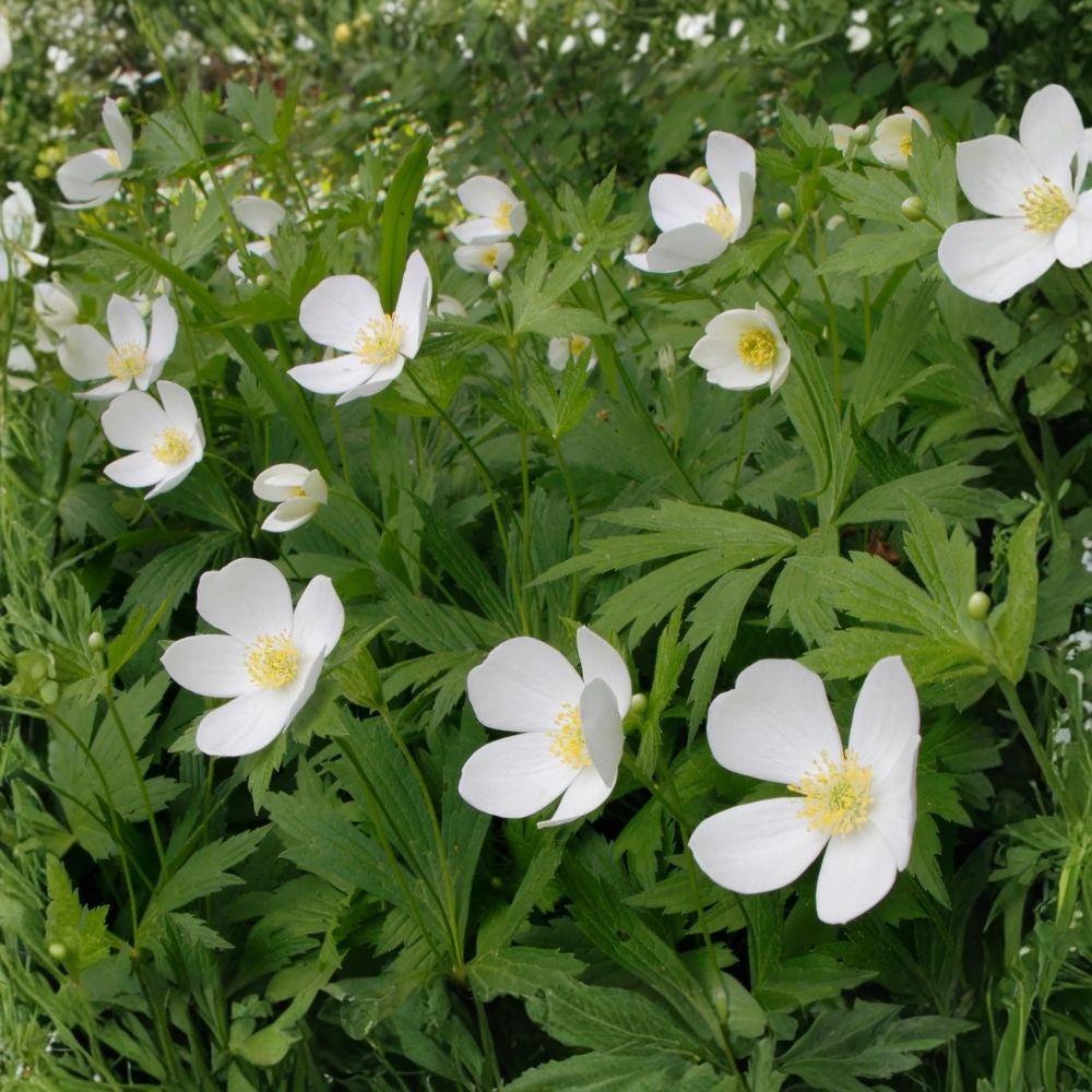 Canada Anemone Seeds – 25 Viable Native Wildflower Seeds for Zones 3-8, White Flowers, Perennial, Anemone canadensis