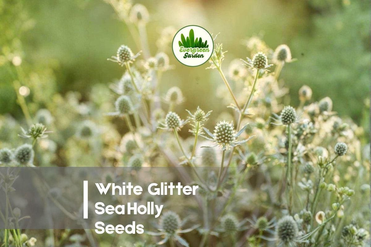 White Glitter Sea Holly Seeds - Eryngium sp. Ornamental Perennial Flower for Borders, Dried Arrangements, Full Sun