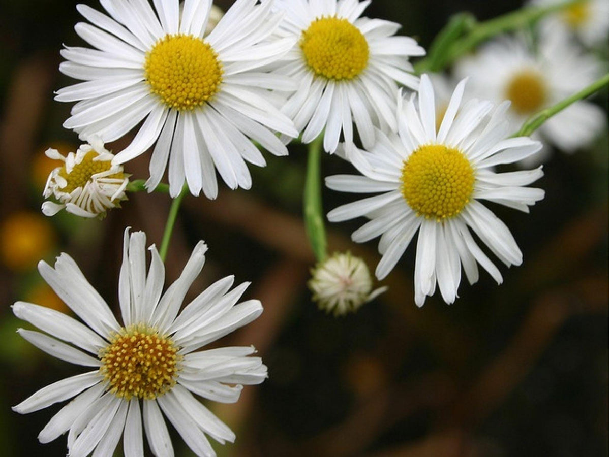 Decurrent False Aster Seeds – 500 Native Wetland Wildflower Seeds for Pollinator Gardens, Moist Soil, Late-Season Blooms, Boltonia decurrens