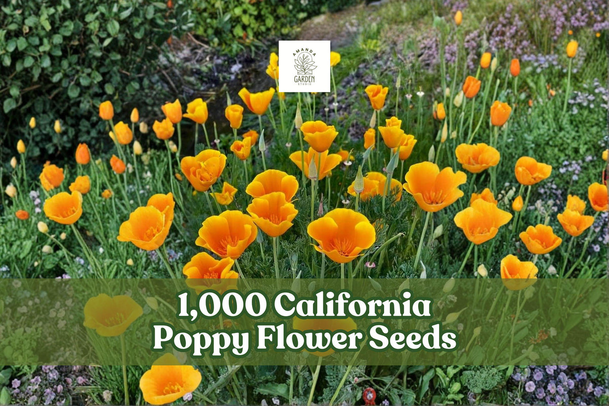 California Poppy Seeds 1,000 Bright Orange Wildflowers Eschscholtzia californica for Gardens