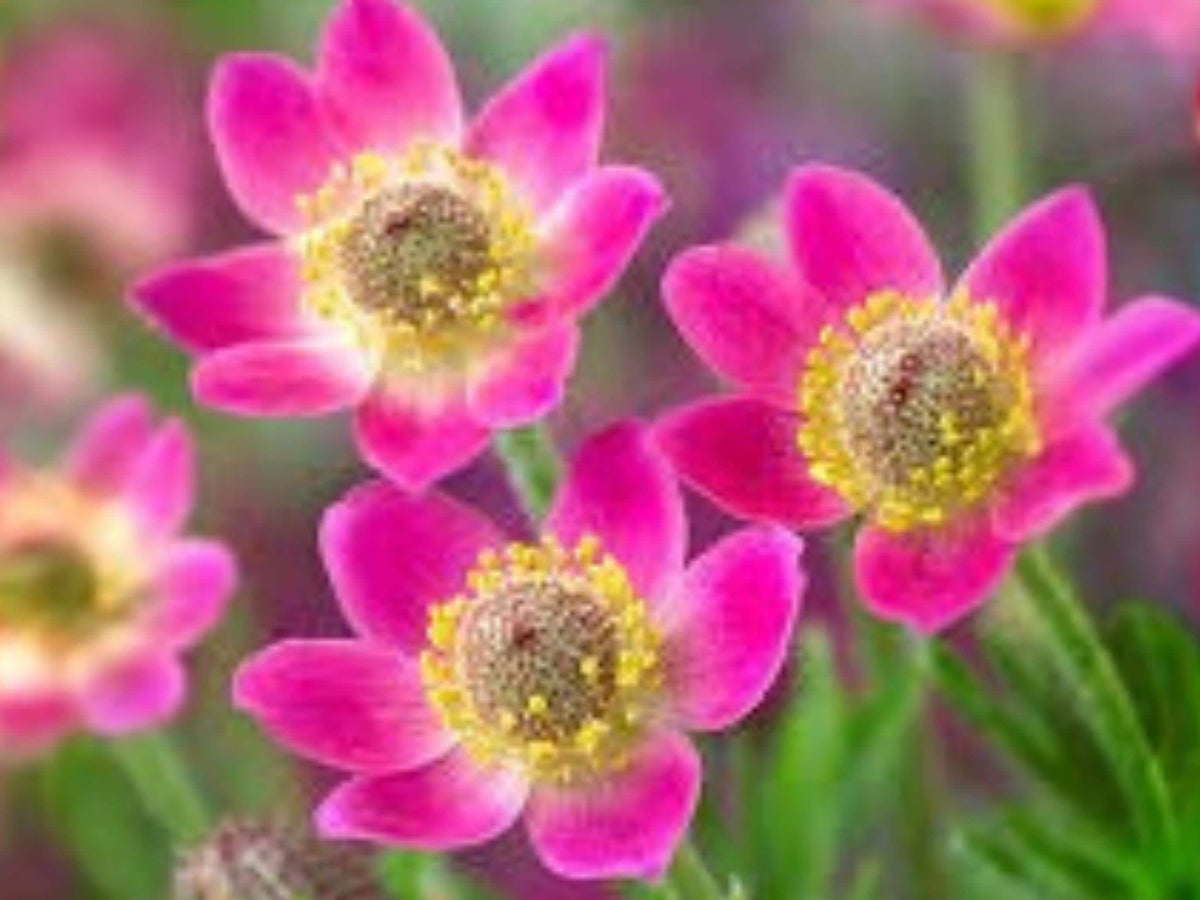Anemone multifida Windflower Seeds – Native Perennial for Rock & Alpine Gardens, 100 Seeds