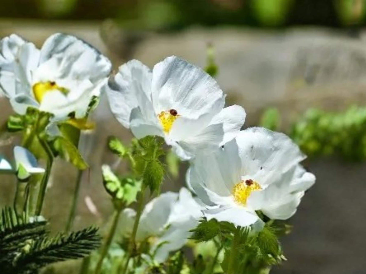 Argemone polyanthemos Prickly Poppy Wildflower Seeds, Drought Tolerant, Native North American, Summer Bloom, 15 Seeds