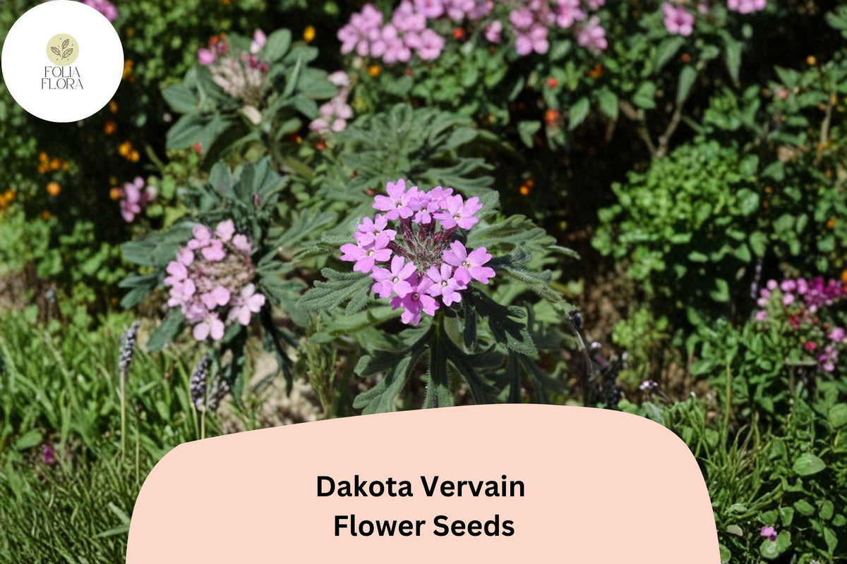 Glandularia bipinnatifida Seeds | Dakota Vervain Native Purple Wildflower Seeds for Gardens & Prairies (50 Seeds)