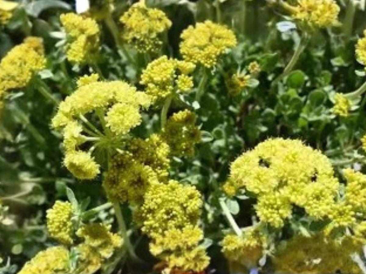 Eriogonum umbellatum Sulfurflower Native Pollinator Perennial Seeds Drought Tolerant Rock Garden Plant