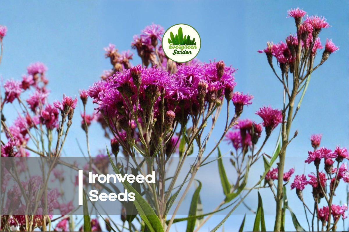 200 Ironweed Seeds - Native Perennial Wildflower with Deep Purple Blooms - Vernonia gigantea for Gardens & Pollinator Gardens
