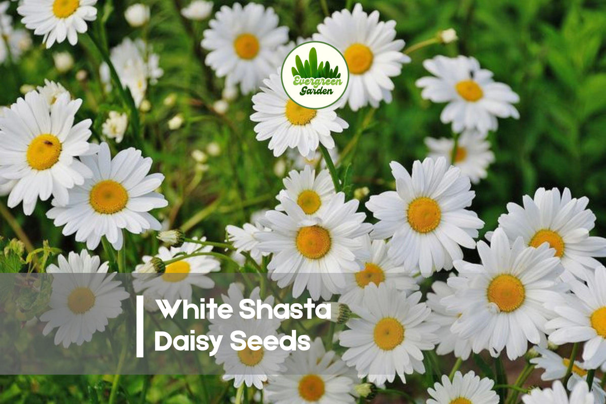 1000 White Shasta Daisy Seeds, Leucanthemum × superbum, Perennial Flower for Gardens, Borders & Cut Flowers
